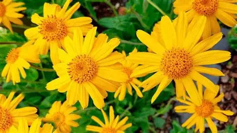 Roll-on Arnica - 20ml